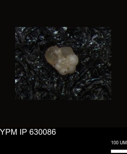 undet. Foraminiferida