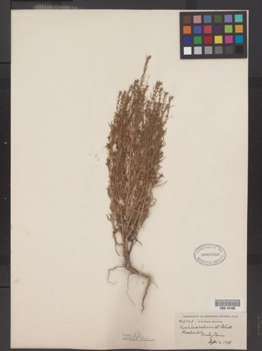 Kochia scoparia