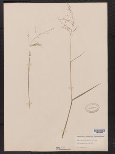 Glyceria pallida