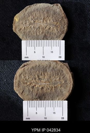 Palaeocampa anthrax