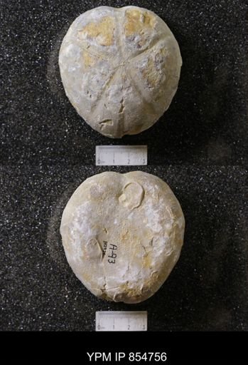 Macraster elegans