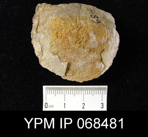 Strophomena sp.