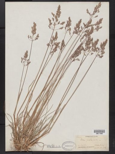 Poa pratensis