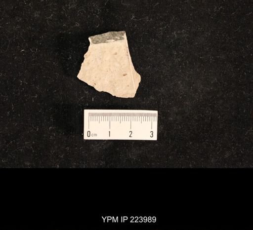 Dichentomum tinctum