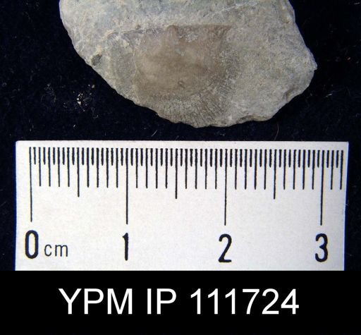 Brachyprion anticostiense