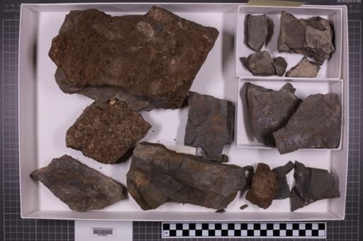 mixed taxa, stratigraphic collection