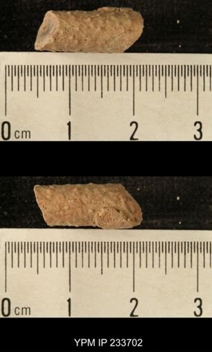Archaeocidaris sp.
