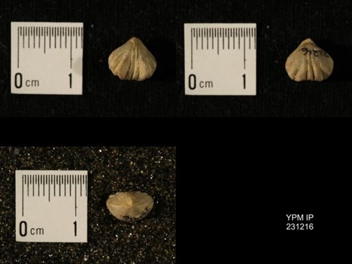 Wellerella osagensis