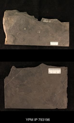 Mormolucoides articulatus