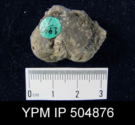 Meristella sp.