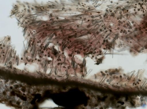 Geodia sp.
