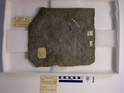 Anchisauripus exsertus
