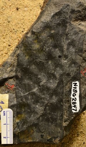 Lepidodendron sp.