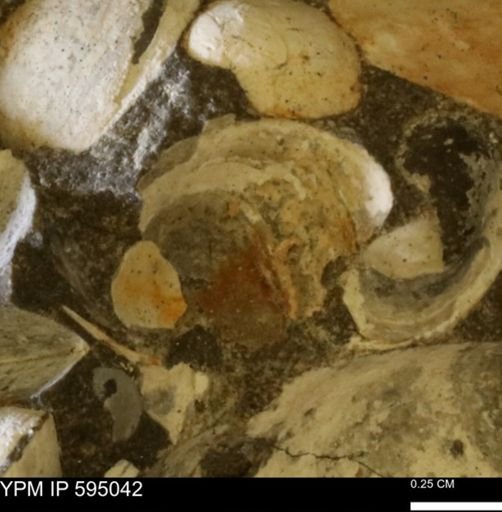 Protocardia sp.