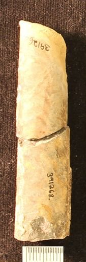 Baculites