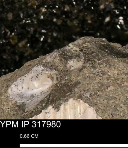 undet. Mollusca
