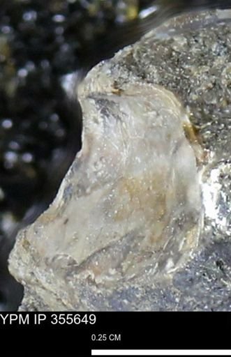 undet. Bivalvia