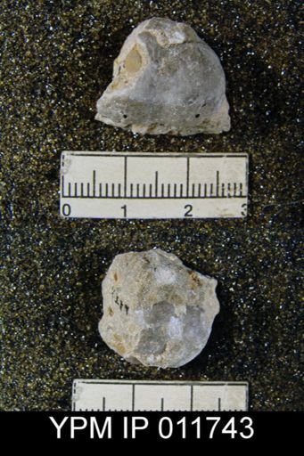 Marginifera wordensis