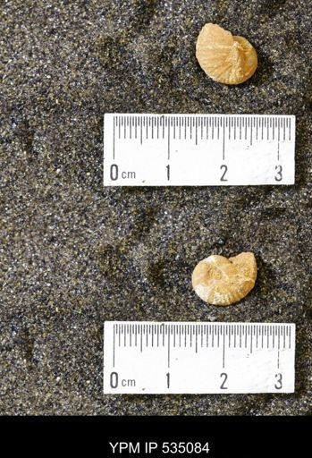 Scaphites cf. hippocrepis