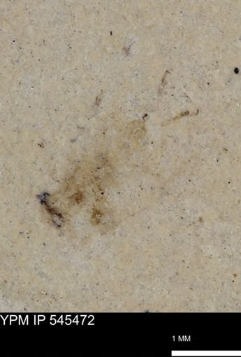 undet. Insecta