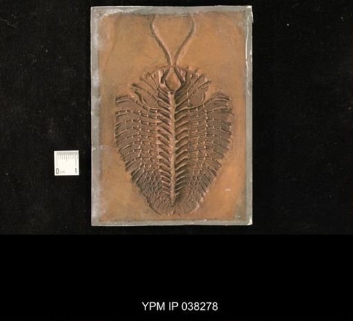 Triarthrus eatoni