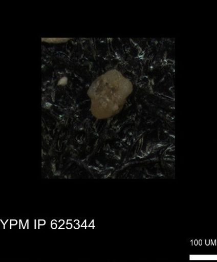 undet. Foraminiferida