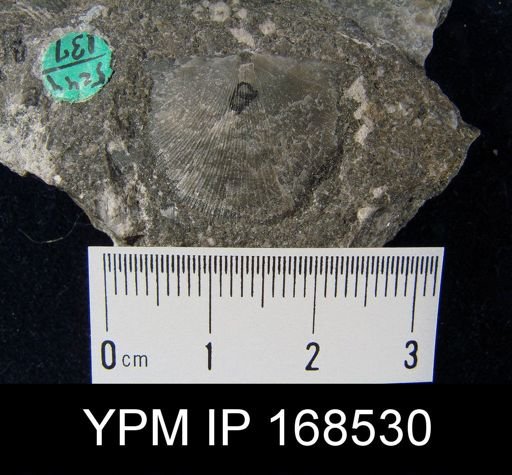 Leptostrophia pleurolata