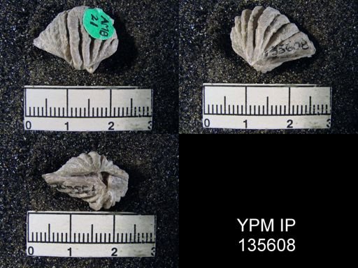 Spiriferina (Punctospirifer) sp.