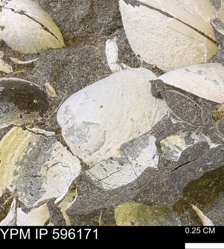 Limopsis striatopunctatus