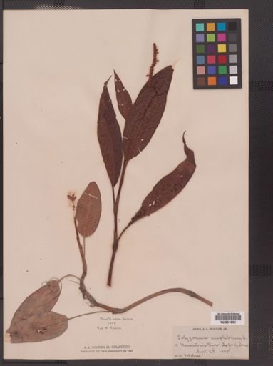 Polygonum amphibium