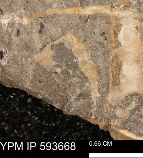 Baculites sp.