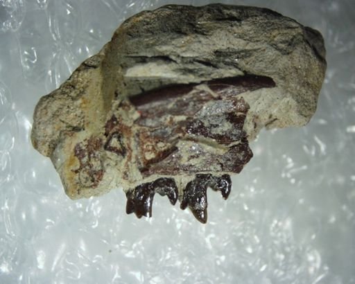 Palaeictops sp.