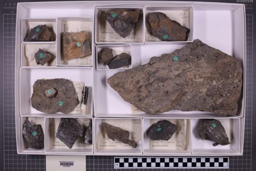 mixed taxa, stratigraphic collection