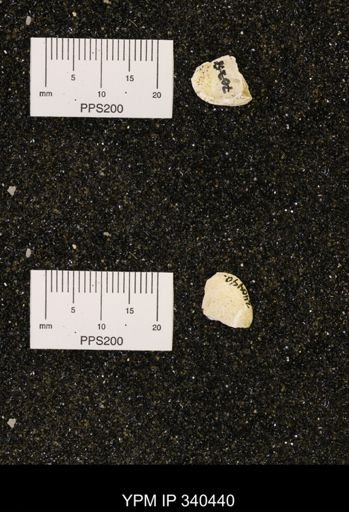 Corbicula subelliptica