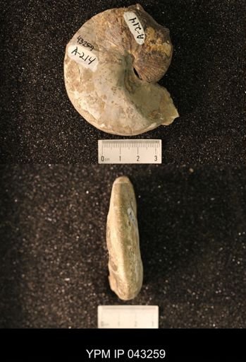 Hoploscaphites nicolletii