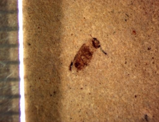 undet. Coleoptera