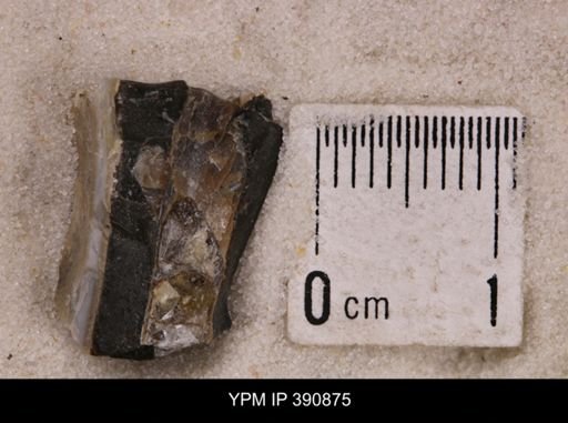 undet. Bivalvia