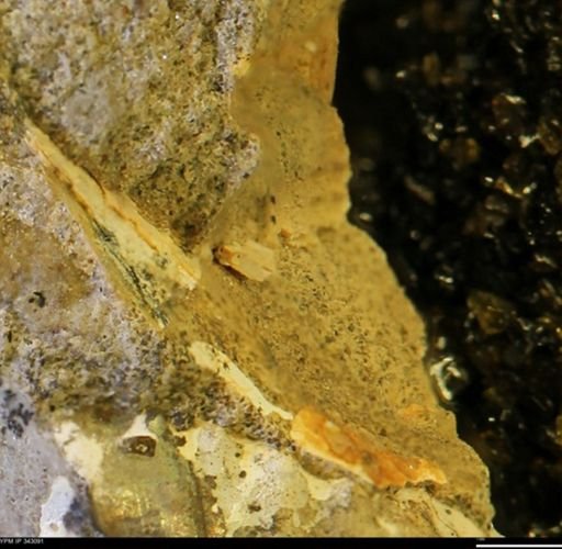 undet. Scaphitidae