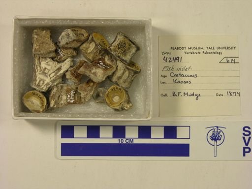 undet. Actinopterygii