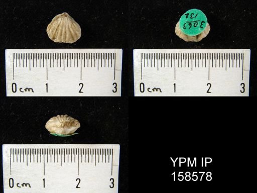 Rhynchonella vicina