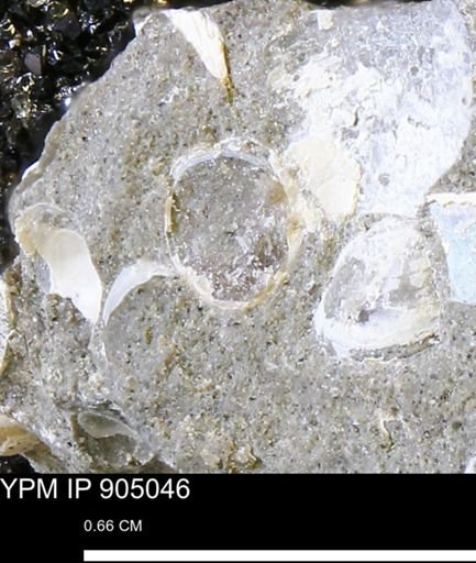 undet. Mollusca
