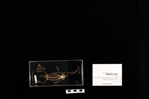 Karusasaurus polyzonus