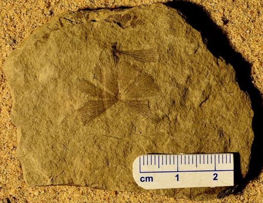 Sphenophyllum sp.