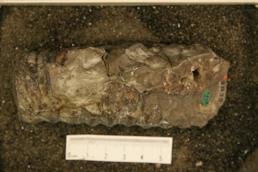 Spyroceras microlineatum