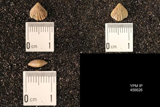 Rhynchonella dentata