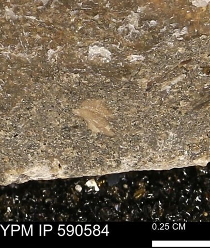 undet. Mollusca