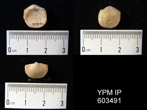 Eomarginifera praecursor
