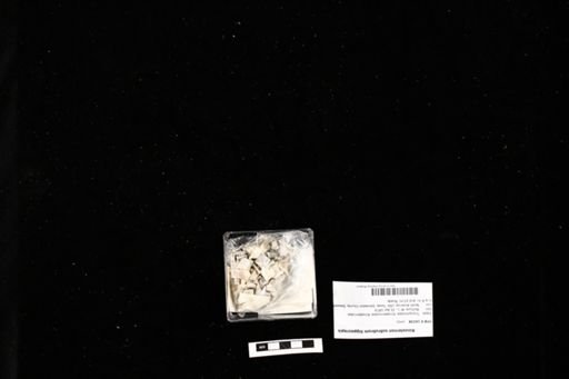 Kinosternon subrubrum hippocrepis