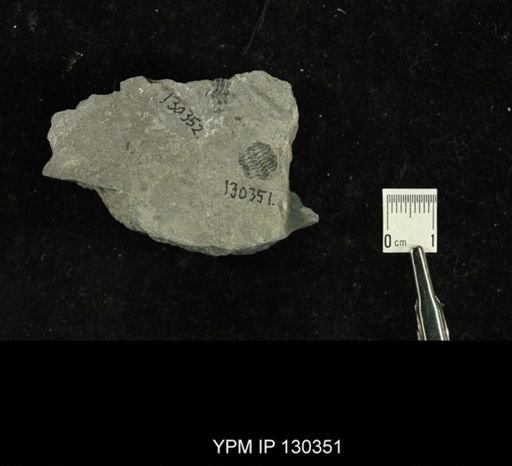 Phacops rana