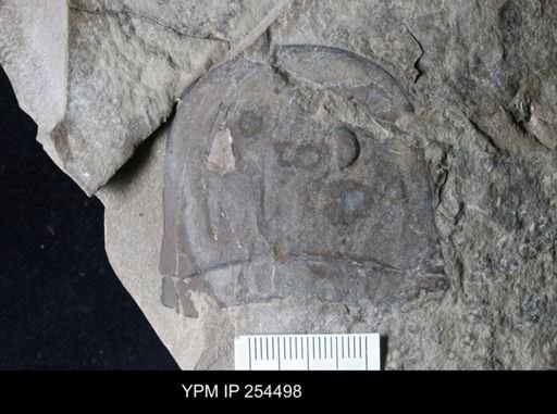 Eurypterus sp.